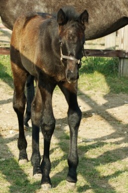 2012 Brown filly by Rock of Gibraltar